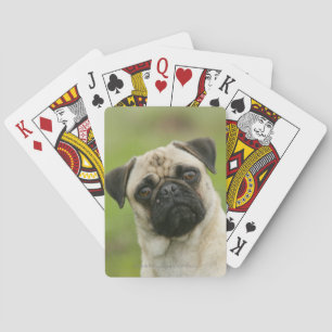 Jeu De Cartes Tête de carlin entassée regardant l'appareil-photo