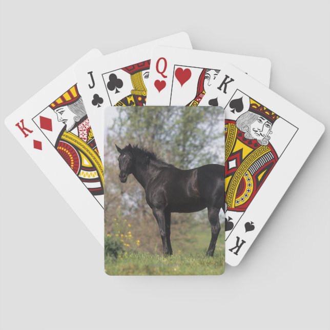 Jeu De Cartes Thoroughbred (dos)