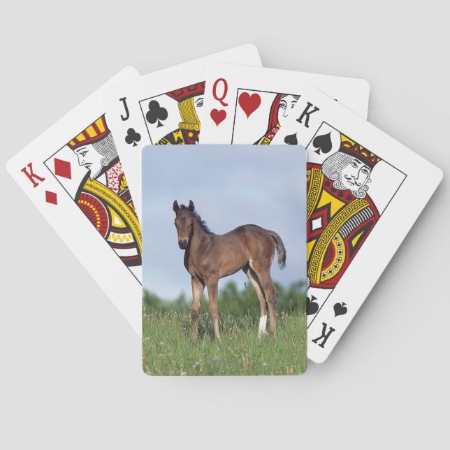 Jeu De Cartes Thoroughbred Foal Standing in the Grass (dos)