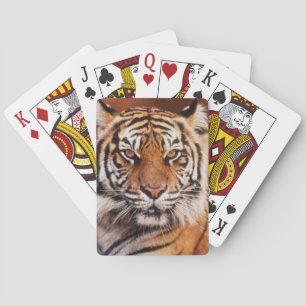 Jeu De Cartes Tigre de Sumatra