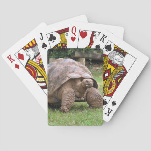 Jeu De Cartes Tortue géante