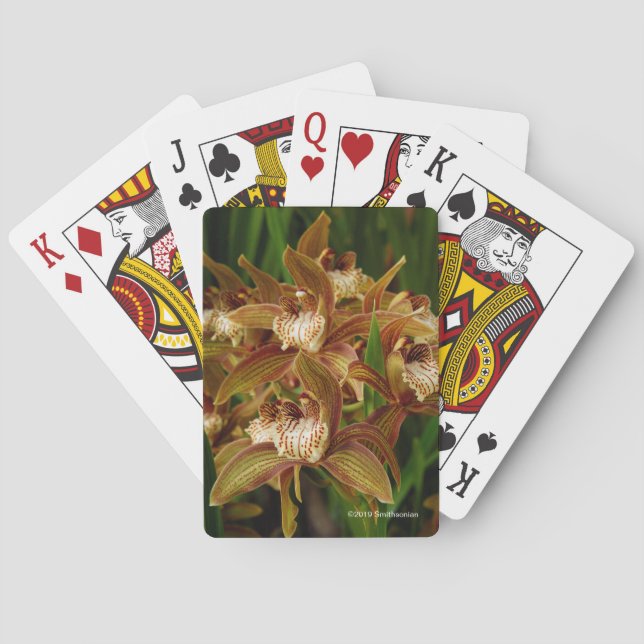 Jeu De Cartes Tracyanum de Cymbidium (dos)