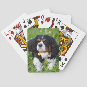 Jeu De Cartes Tri Color Cavalier King Charles Spaniel Dog