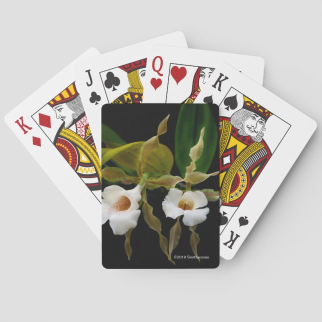 Jeu De Cartes Trichopilia Tortilis (dos)