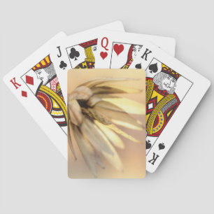 Jeu De Cartes Tulip Poplar Graine vide Pod