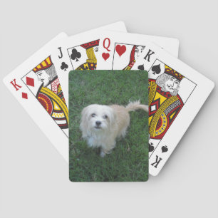 Jeu De Cartes Type bronzage chien de "Benji" sur l'herbe