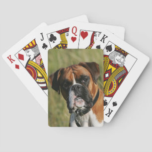 Jeu De Cartes Un chien de boxe qui regarde à la caméra