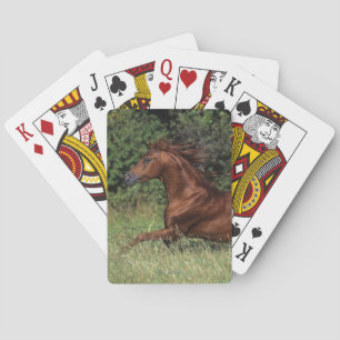 Jeu De Cartes Un étalon arabe coule dans l'herbe
