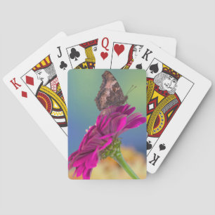 Jeu De Cartes Un papillon de machaon Papilio Multicaudatus