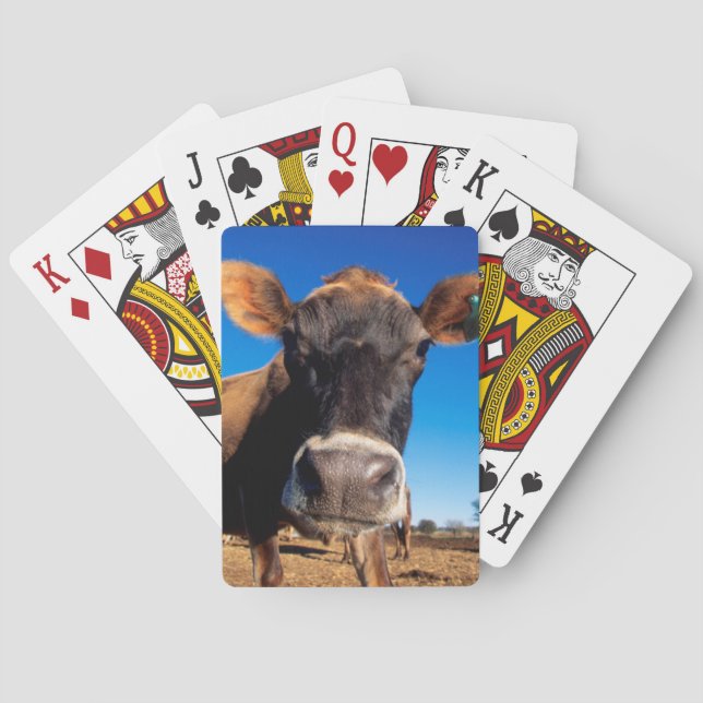 Jeu De Cartes Une vache du Jersey étant curieuse (dos)