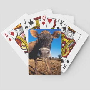 Jeu De Cartes Une vache du Jersey étant curieuse