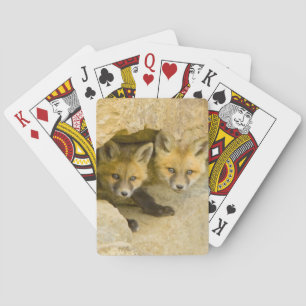 Jeu De Cartes USA, Colorado, Breckenridge. Curieux renard rouge