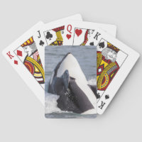 Violation de baleine d'orque