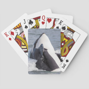 Jeu De Cartes Violation de baleine d'orque