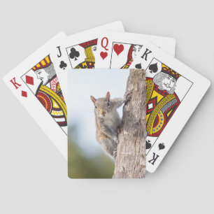 Jeu De Cartes Vous regarder ! Cartes de jeu d'écureuil