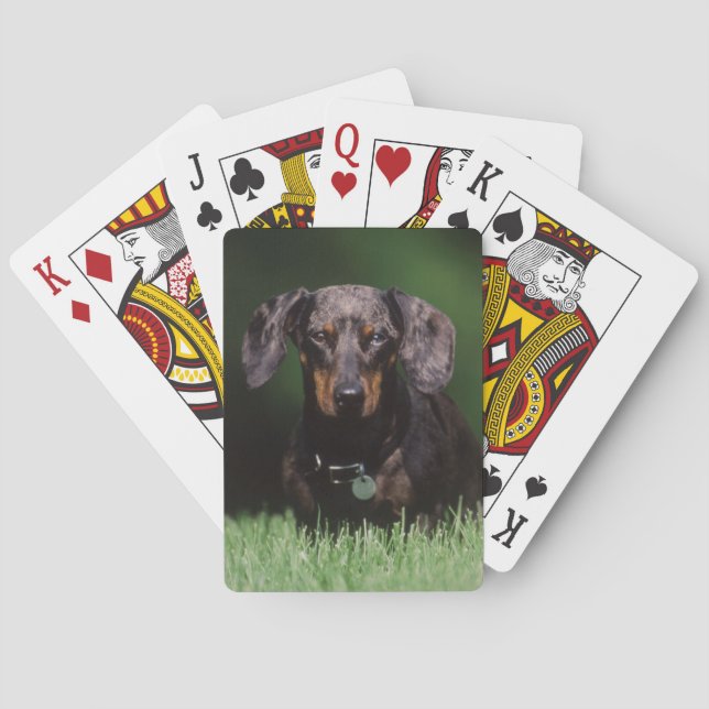 Jeu De Cartes Vue de Dachshund couleur Dapple (dos)