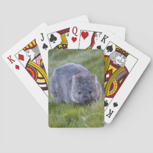 Jeu De Cartes Wombat Extraordinaire dans l'Australie de l'Herbe,