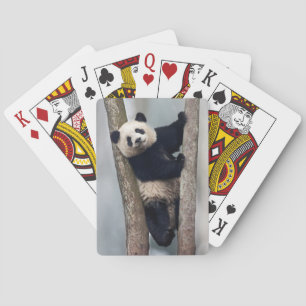 Jeu De Cartes Young Panda climbing a tree, Chine