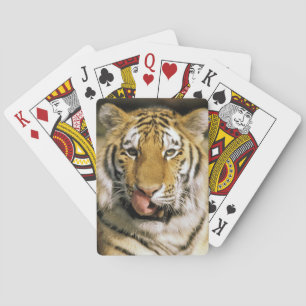 Jeu De Cartes Zoo de Tiger Michigan