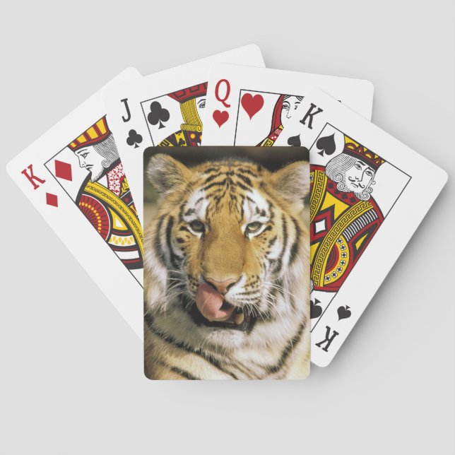 Jeu De Cartes Zoo de Tiger Michigan (dos)
