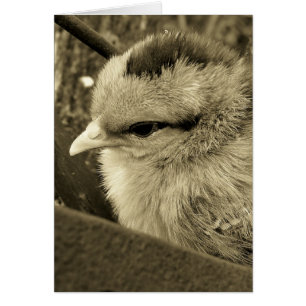 Jeu de poussins dans le jardin