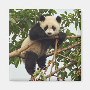 Jeune aimant de panda géant