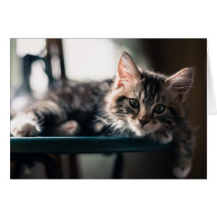 Jeune chat tigré masculin 2