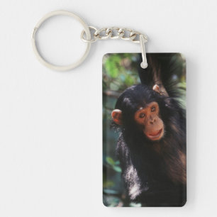Jeune chimpanzé
