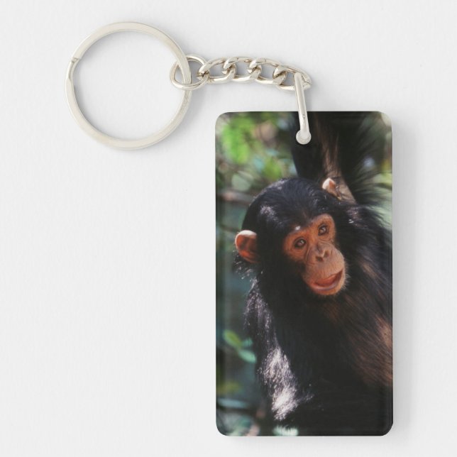 Jeune chimpanzé (Devant)