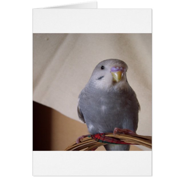 jeune coussin bleu budgie (Devant)