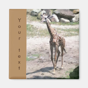 Jeune Giraffe Marcher Votre Texte Magnets