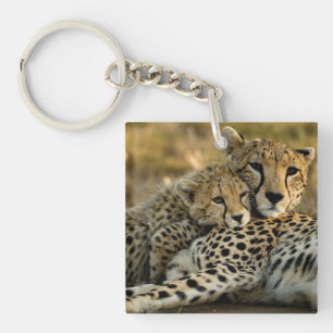 Jeune guépard câlinant sa mère