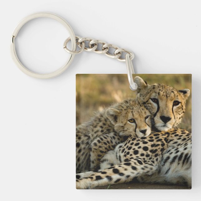 Jeune guépard câlinant sa mère (Devant)