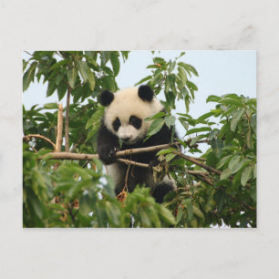 Jeune panda géant - carte postale