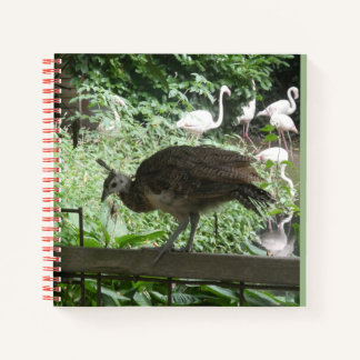 Jeune paon avec carnet des flamants roses