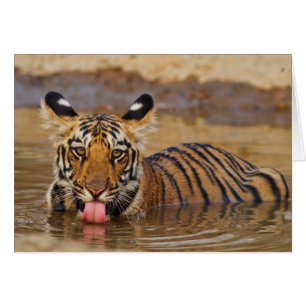 Jeune tigre du Bengale royal, buvant de l'eau