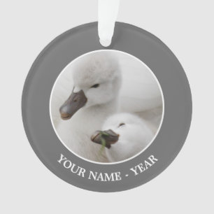 Jeunes cygnes de cygne muet