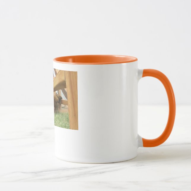Jeunes poules heureuses dans leur nouvelle tasse (Droite)