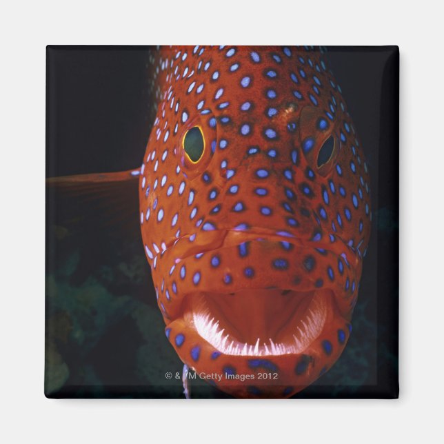 Jewel Grouper, Cephalopholis miniata Magnet (Vorne)
