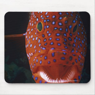 Jewel Grouper, Cephalopholis miniata Mousepad
