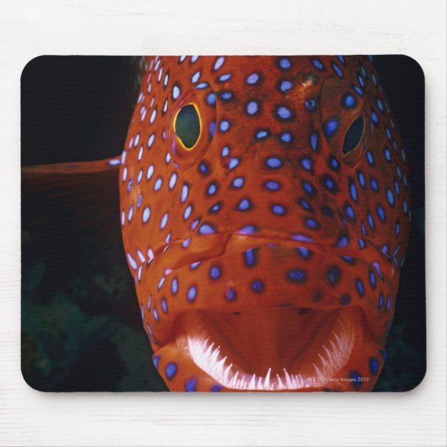 Jewel Grouper, Cephalopholis miniata Mousepad (Vorne)