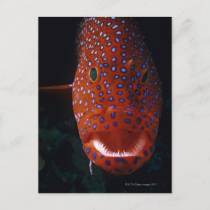 Jewel Grouper, Cephalopholis miniata Postkarte