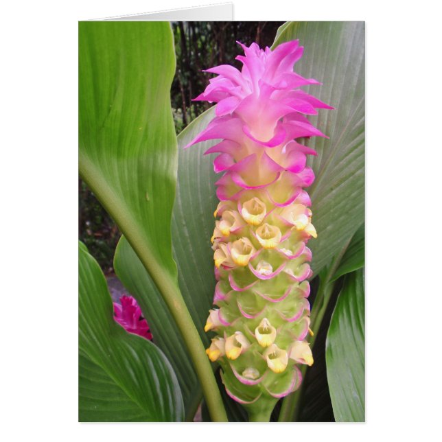 Jewel of Thailand (Vorne)