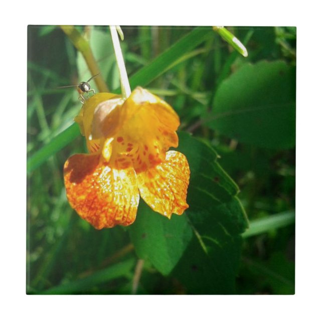 Jewel Weed, Wildblume Fliese (Vorderseite)