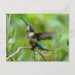 Jewels Adorn Postkarte