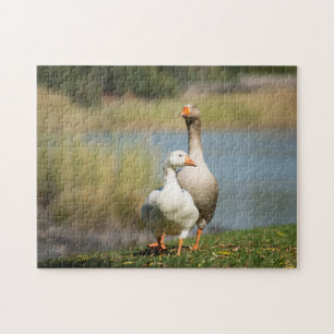 Jigsaw Puzzle von zwei Gänsen