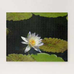 Jigsaw Puzzle, Wasserlilie