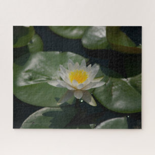 Jigsaw Puzzle, Wasserlilie