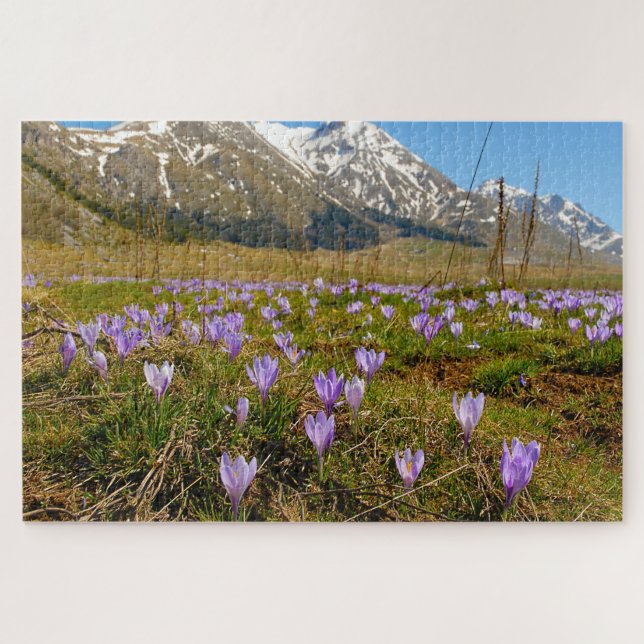 Jigsaws Crocuses Abruzzo Gran Sasso Italien. (Horizontal)