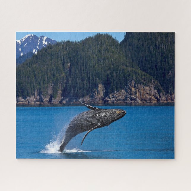 Jigsaws Humpback Whales. (Horizontal)